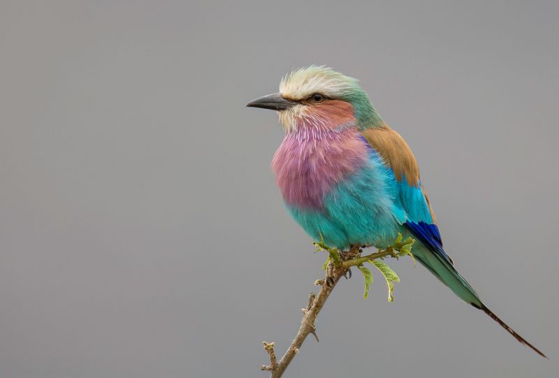 Lilac-breasted Roller
