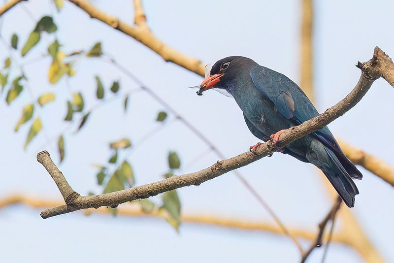 Oriental Dollarbird
