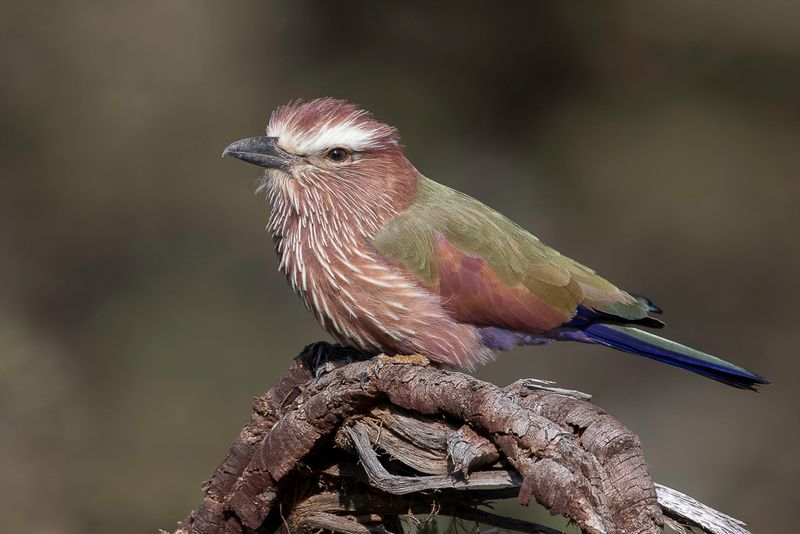 Purple Roller