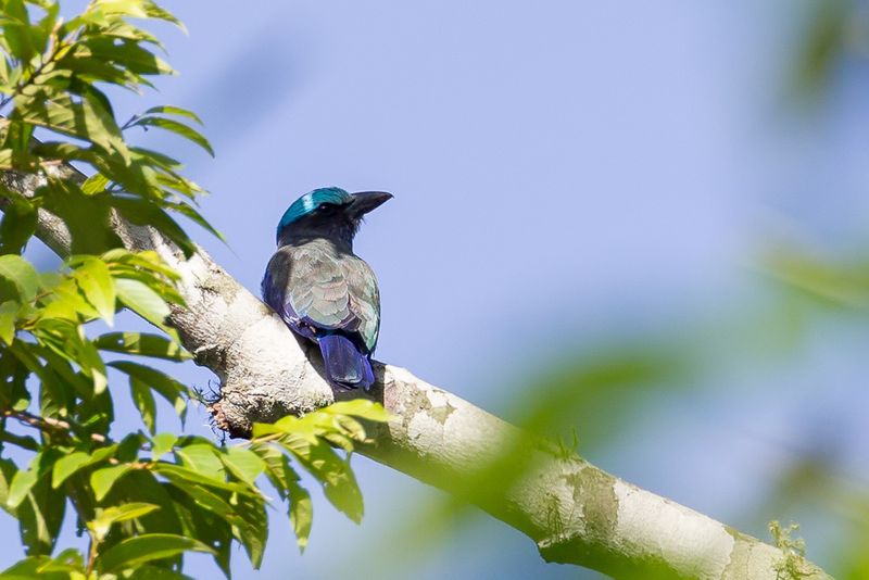 Purple-winged Roller