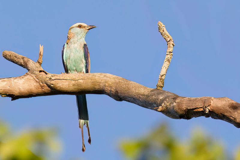 Racket-tailed Roller