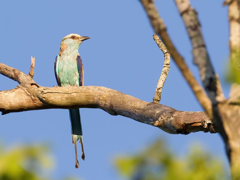 Racket-tailed Roller