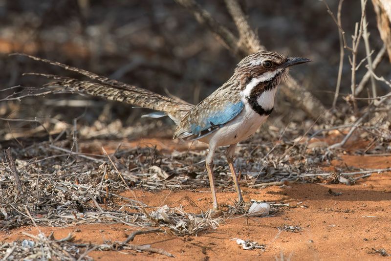 Long-tailed Ground Roller