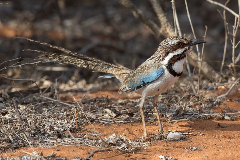 Long-tailed Ground Roller
