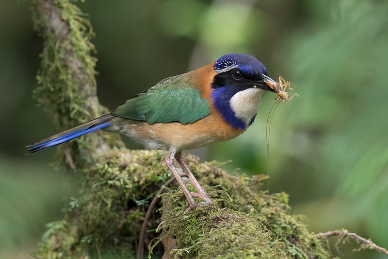 Pitta-like Ground Roller