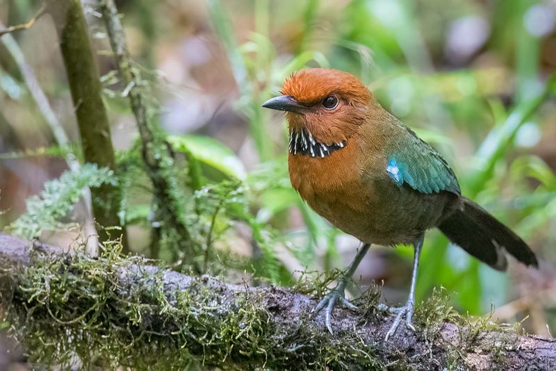 Rufous-headed Ground Roller