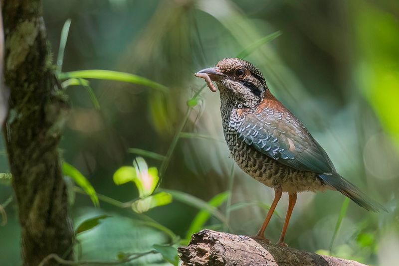 Scaly Ground Roller
