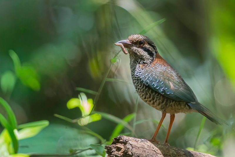 Scaly Ground Roller