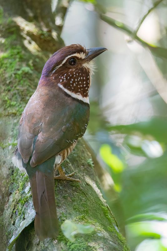 Short-legged Ground Roller