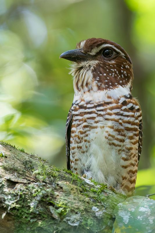 Short-legged Ground Roller