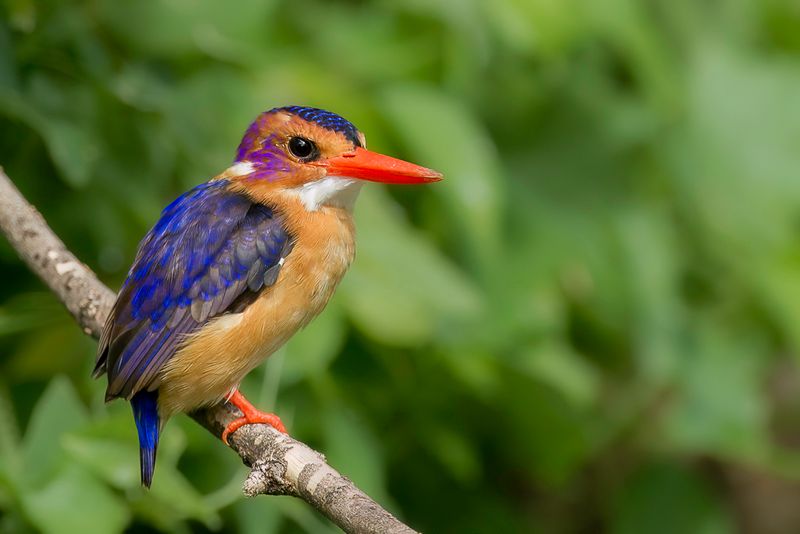African Pygmy Kingfisher