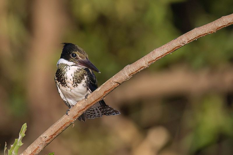 Amazon Kingfisher (f)