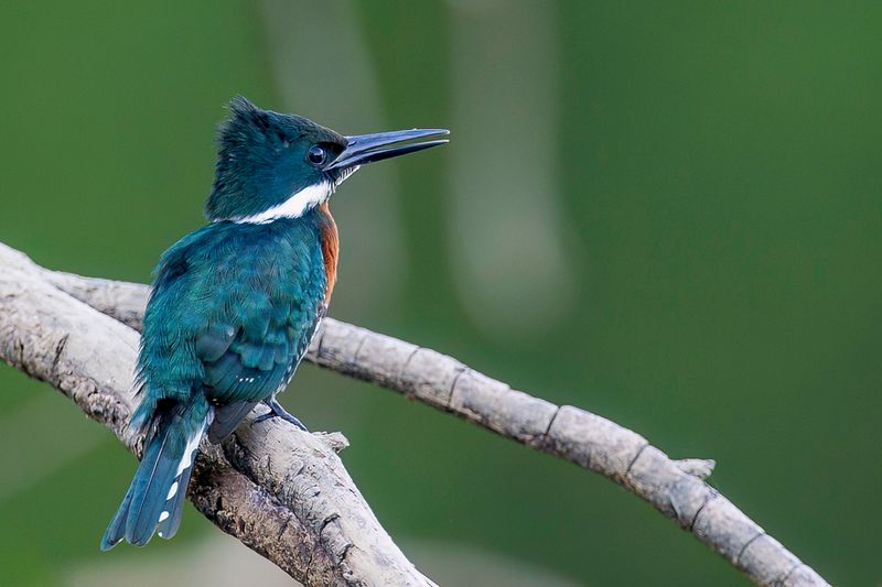 Amazon Kingfisher (m)