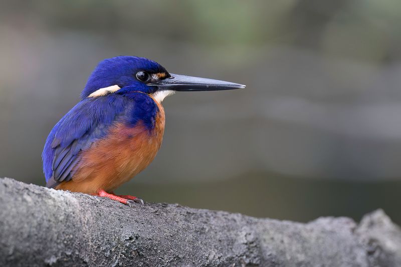 Azure Kingfisher