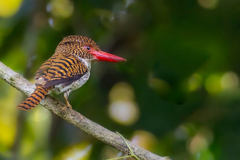 Banded Kingfisher (f)