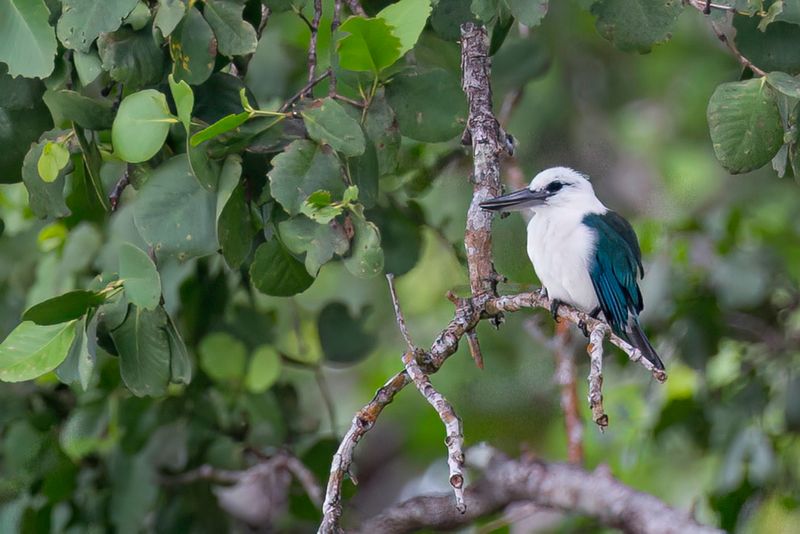 Beach Kingfisher