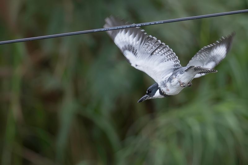 Belted Kingfisher (m)