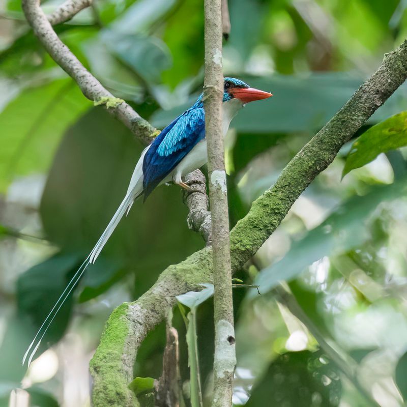 Biak Paradise Kingfisher