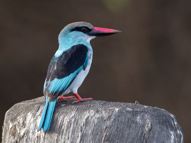 Blue-breasted Kingfisher