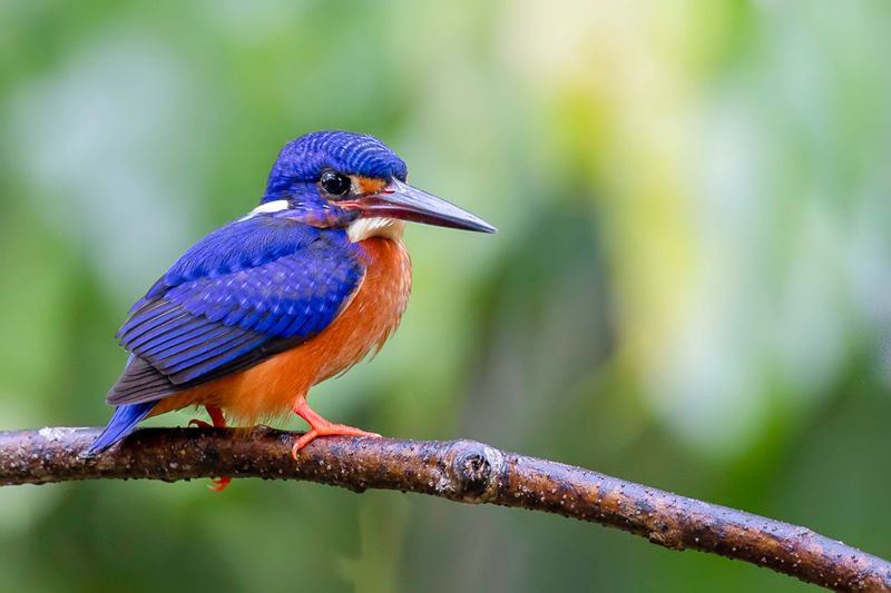 Blue-eared Kingfisher