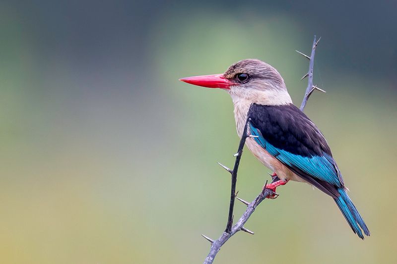 Brown-hooded Kingfisher
