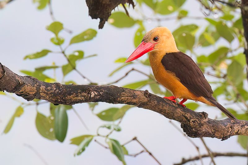 Brown-winged Kingfisher
