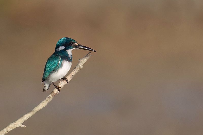 Cerulean Kingfisher (f)