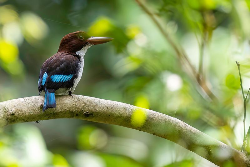 Chocolate-backed Kingfisher