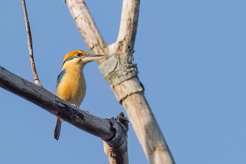 Cinnamon-banded Kingfisher