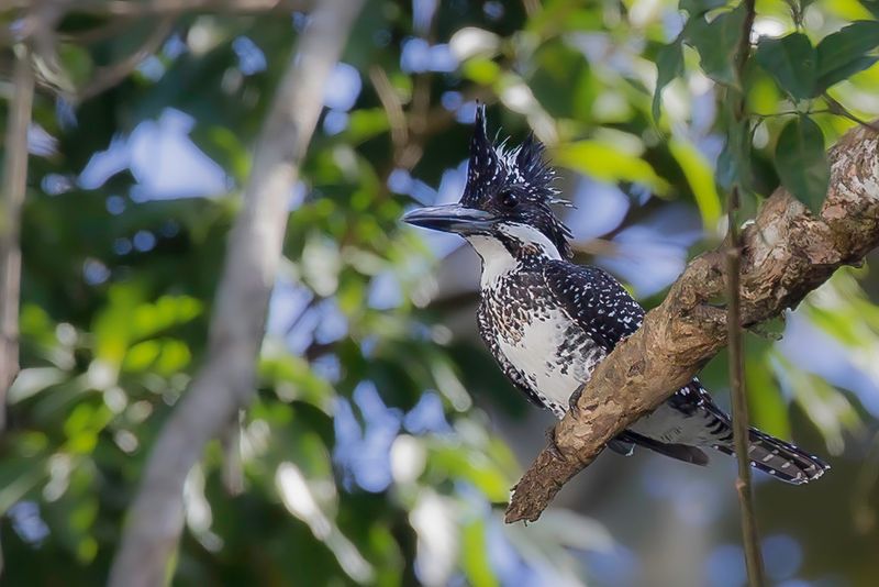Crested Kingfisher