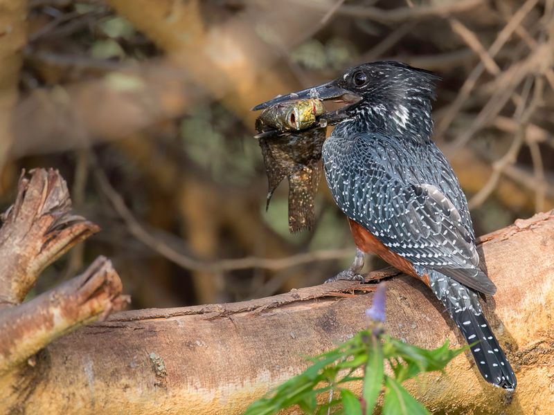 Giant Kingfisher (f)