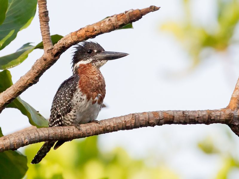 Giant Kingfisher (m)