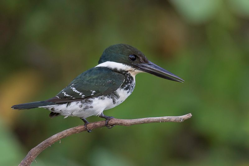 Green Kingfisher (f)