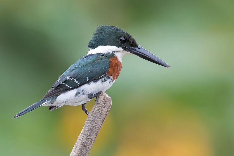 Green Kingfisher (m)