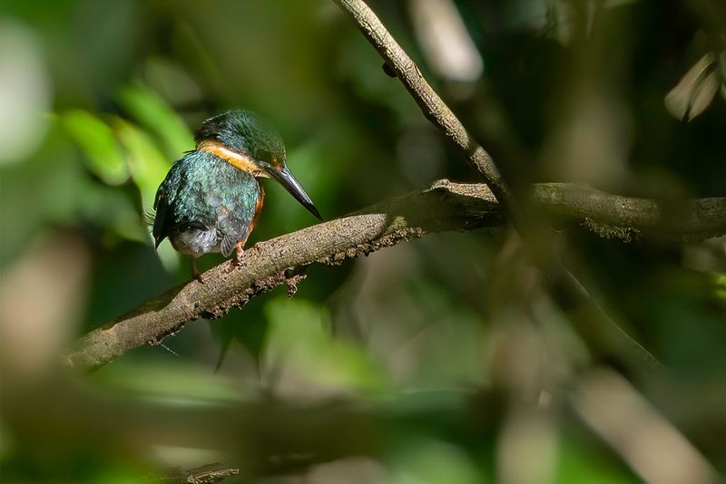Green-and-rufous Kingfisher