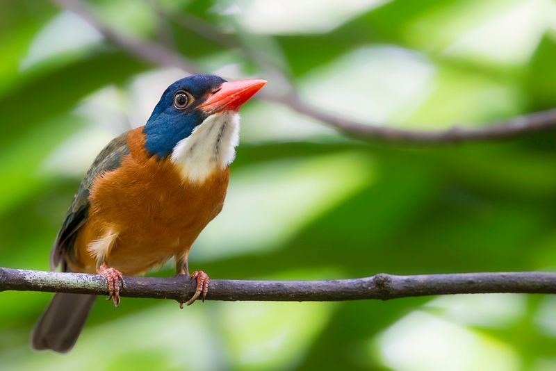 Green-backed Kingfisher (m)