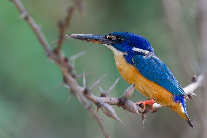 Half-collared Kingfisher