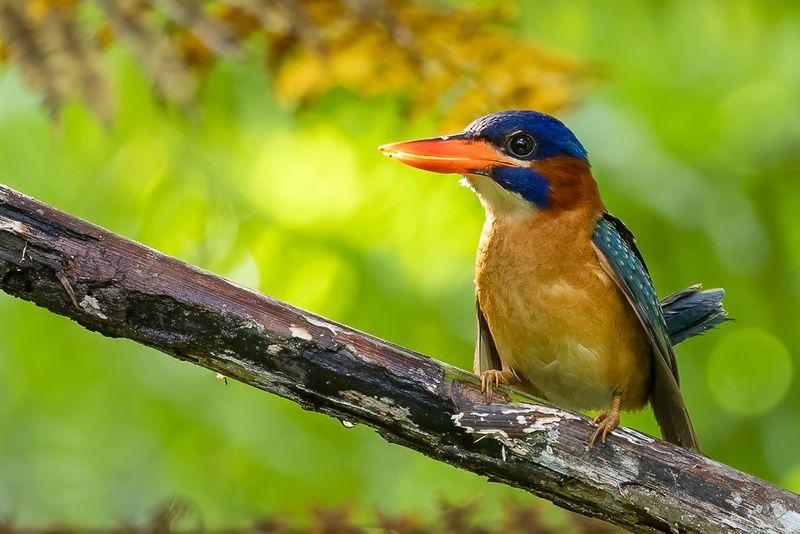 Blue-capped Kingfisher