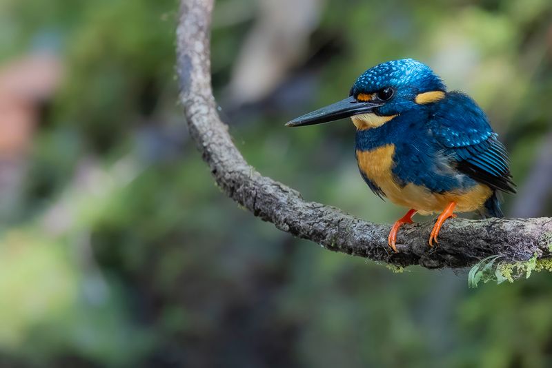 Indigo-banded Kingfisher