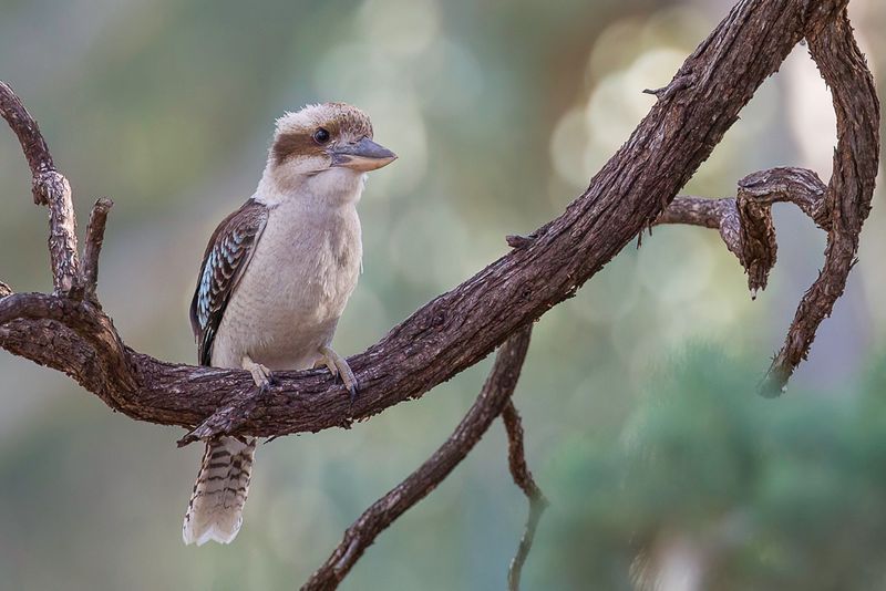 Laughing Kookaburra