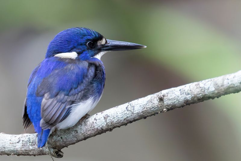 Little Kingfisher