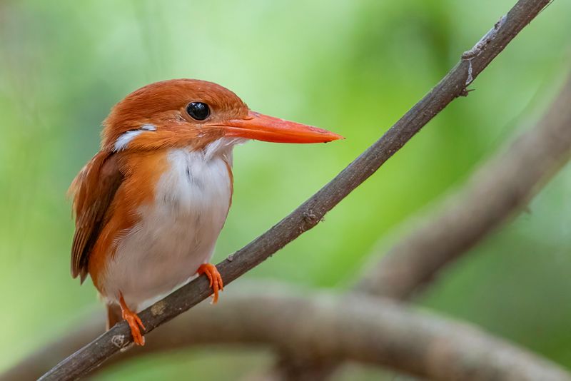 Madagascar Pygmy Kingfisher