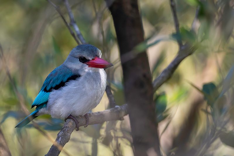Mangrove Kingfisher