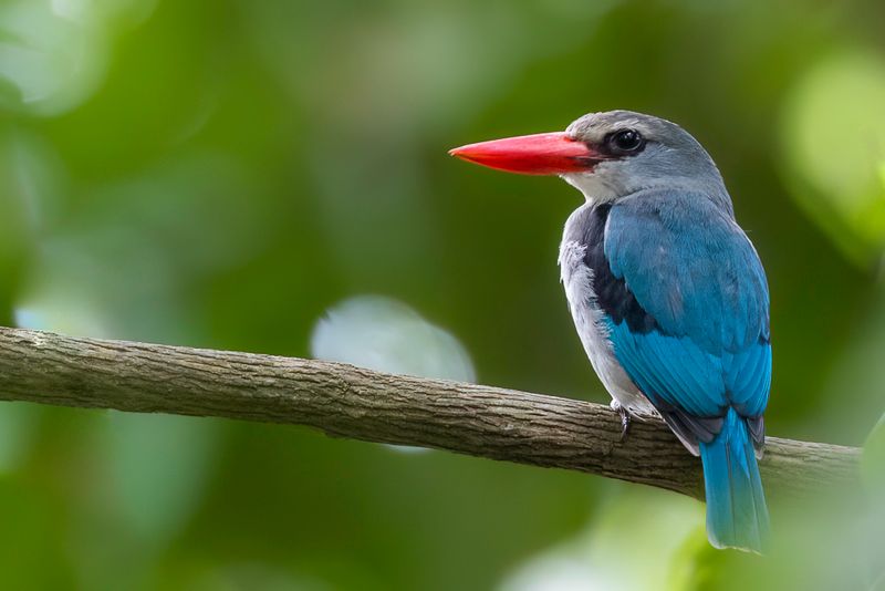Mangrove Kingfisher