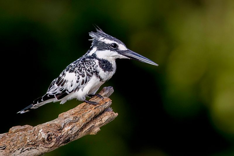 Pied Kingfisher (m)