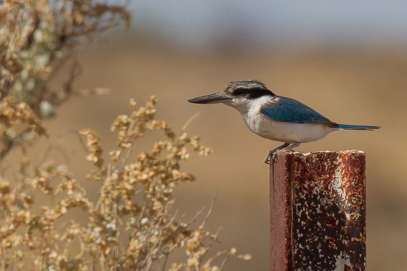 Red-backed Kingfisher