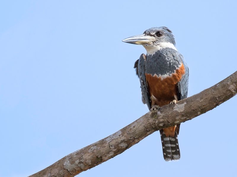 Ringed Kingfisher (f)