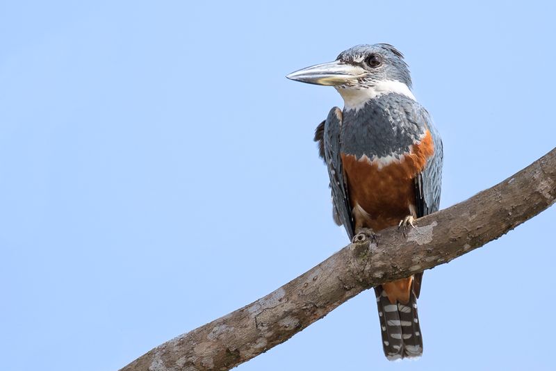 Ringed Kingfisher (f)