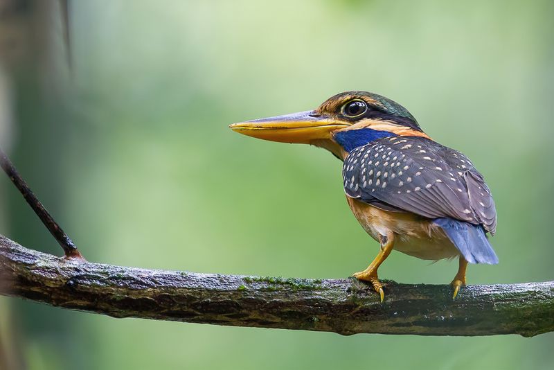 Rufous-collared Kingfisher (f)