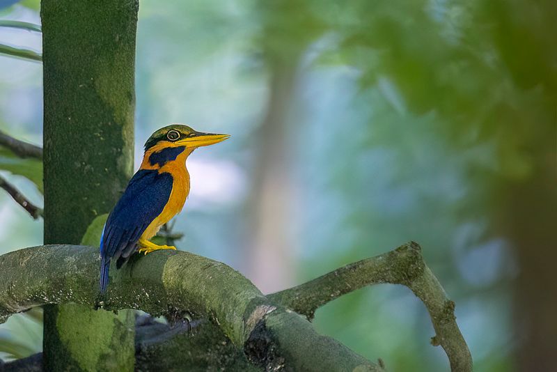 Rufous-collared Kingfisher (m)